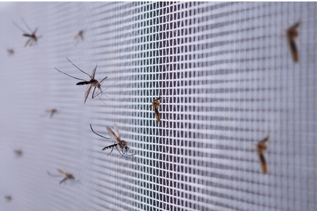 Fly Screen